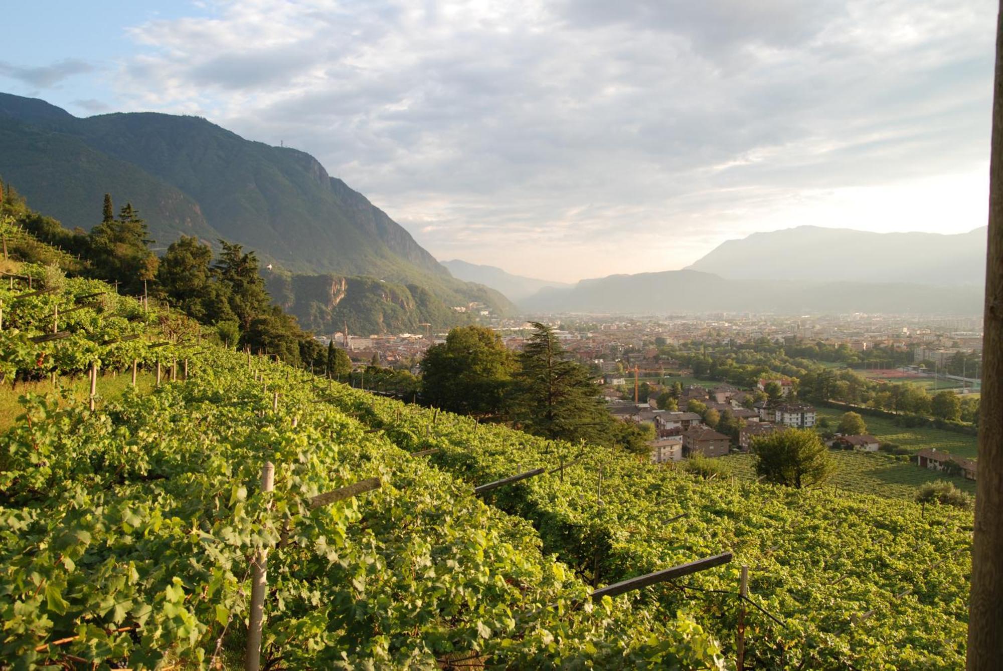 Weingut Messnerhof Apartment Bolzano Exterior photo